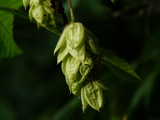 {Ostrya virginiana}